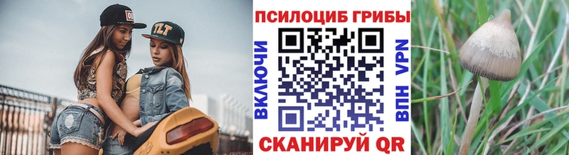 Псилоцибиновые грибы Psilocybe  Удомля 